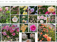 David Austin Rose 구경