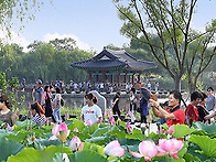 173차 부여 서동연꽃축제/..