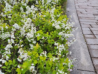 연세대학교정걷기대회 참가