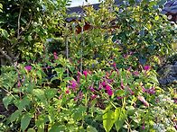 가을이 오기직전 미리내~..