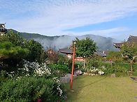 가을하늘 국화꽃