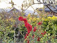 배꽃,수선화