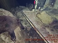 바르보스