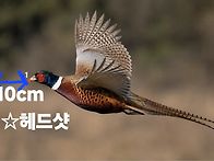 샷건을 쓰는 개인..
