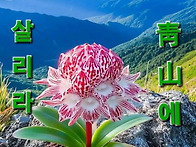 同心草