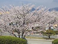 2026.4.5 제9회 강서 낙..