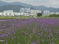 2026.5.23 대저생태공원,..