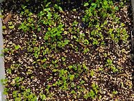 4월3일 금요일 출석부