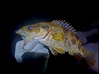 일과 후 (쏘가리 낚시) ..