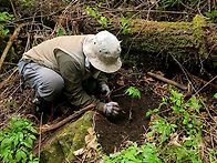 가족산삼 60채이상..