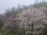 서대문구 안산나들이