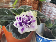 바이올렛 이름이~~