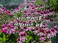 나의반려식물 엔젤아이스퍼..