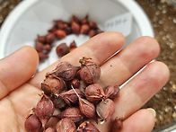사랑초구근에 벌써 새싹이..