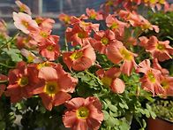 귀요미 옵투사 세레스살몬