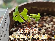아타쿠아나 사랑초 첫발아
