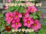 옵투사 하이 레드 사랑초