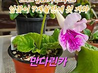 스카푸 잎꽂이 성..
