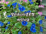 캘리포니아블루벨(마감)