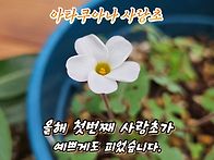 사랑초가 피었습니다.