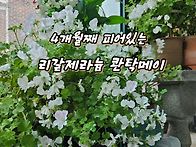 리갈제라늄 콴탁메..