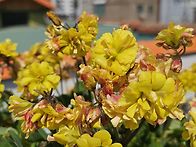 콤프레샤 더블폼 사랑초