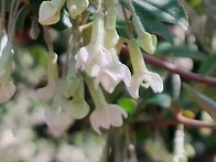 올해첫고사리와