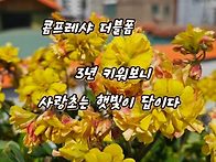 사랑초는 햇빛이 답이다.