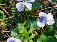 종지나물~장미조팝