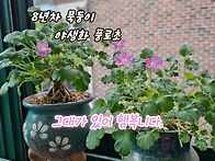 나의 반려식물 8..