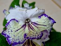 내 귀요미들 입니..