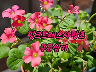 핑크드레스사랑초 구근심기