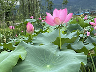 연꽃