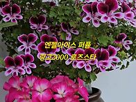 링고2000 로즈스타..