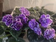 릴론릴라 (러샤바이올렛)