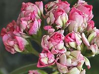 베란다에 식물들