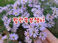 우리집 마당정원에도 가을..