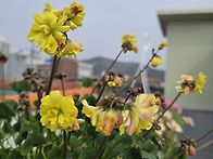 콤프레샤 더블폼 사랑초