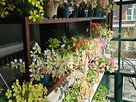 베란다정원의 사랑초들