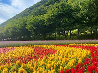 인제 가을꽃 축제