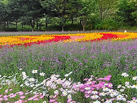 인제 가을꽃 축제