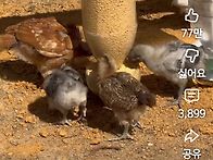병아리 사료,물통..