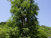 제113차 정기산행 공지 경..