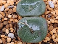 크리테리포르미