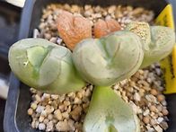 마니어리해머