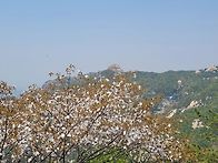 24/04/25 금요산행 사자능..