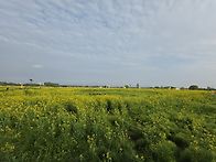 26.04.20. 세도 유채꽃밭..