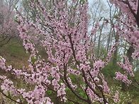 고려산
