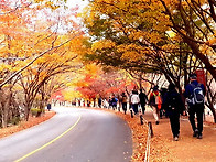 내장산 단풍 구경..