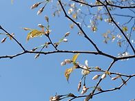 삼성산. 봄날의 독백.